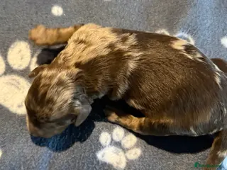 Australian Labradoodle dogs AUSTRALIAN LABRADOODLE - Advert 2