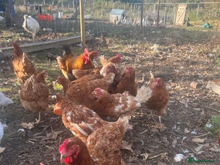 Mixed Breed poultry - Advert 20