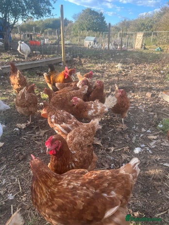 Mixed Breed poultry £5 Hens, REDUCED TO CLEAR ONLY 8 LEFT - Advert 13