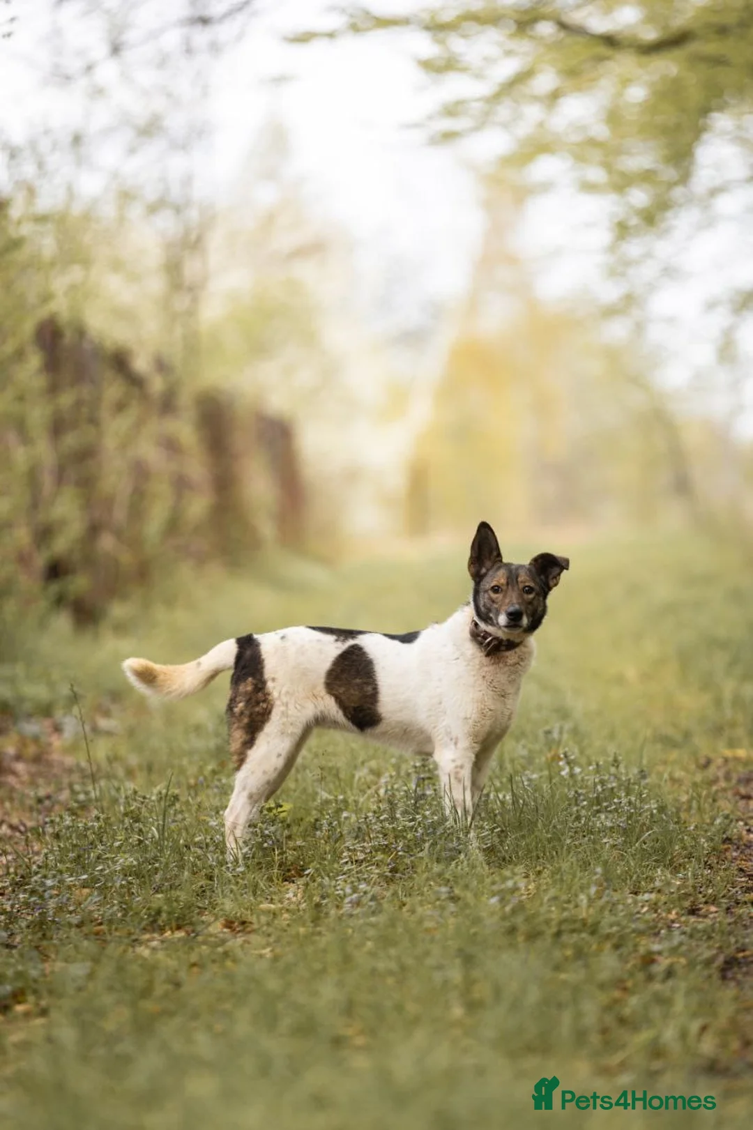 Mixed Breed dogs for adoption: ❤️MARY❤️5 yo low-medium (knee size) brilliant girl - Advert 12