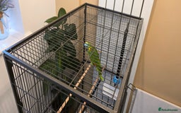 Parrots birds for sale: Quiet Blue Fronted Amazon Parrot - Image 7