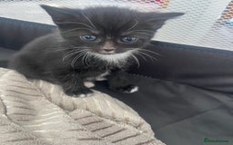 Mixed Breed cats for sale: Gorgeous short hair British Kittens  - Image 11