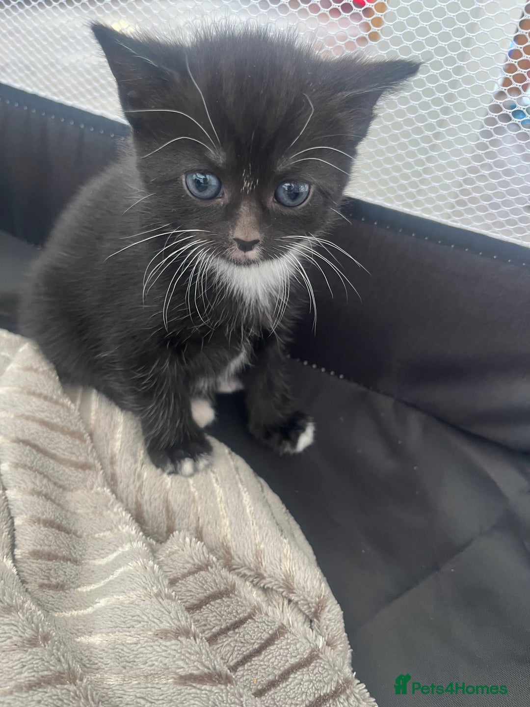 Mixed Breed cats for sale: Gorgeous short hair British Kittens  - Image 11