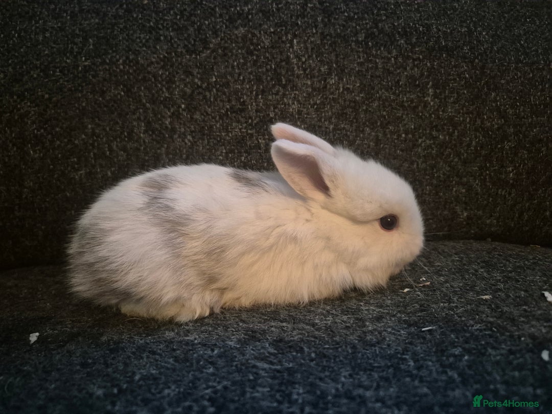 Mixed Breed rabbits for sale: 8 x babies ready to leave 6th jan - Advert 2