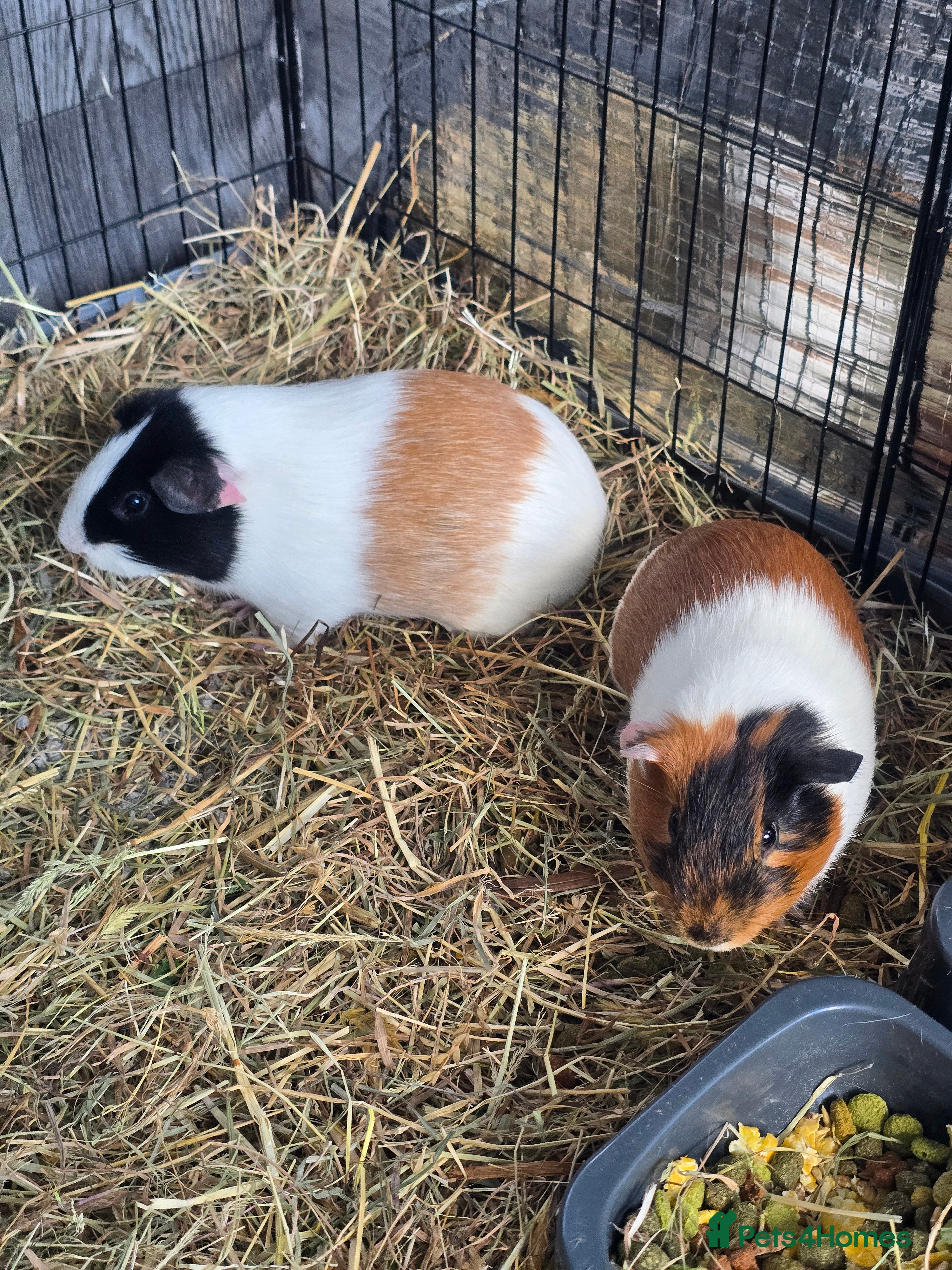 Guinea Pig rodents Bonded Male Guinea Pig Pair (Brothers) 11 weeks in Lincoln - Advert 6