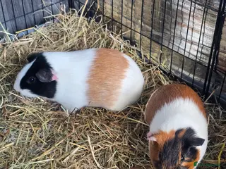 Guinea Pig rodents Bonded Male Guinea Pig Pair (Brothers) 11 weeks in Lincoln - Advert 6