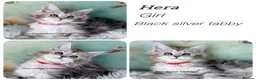 Maine Coon cats for sale: TICA registered adorable Maine coon kittens - Advert 10