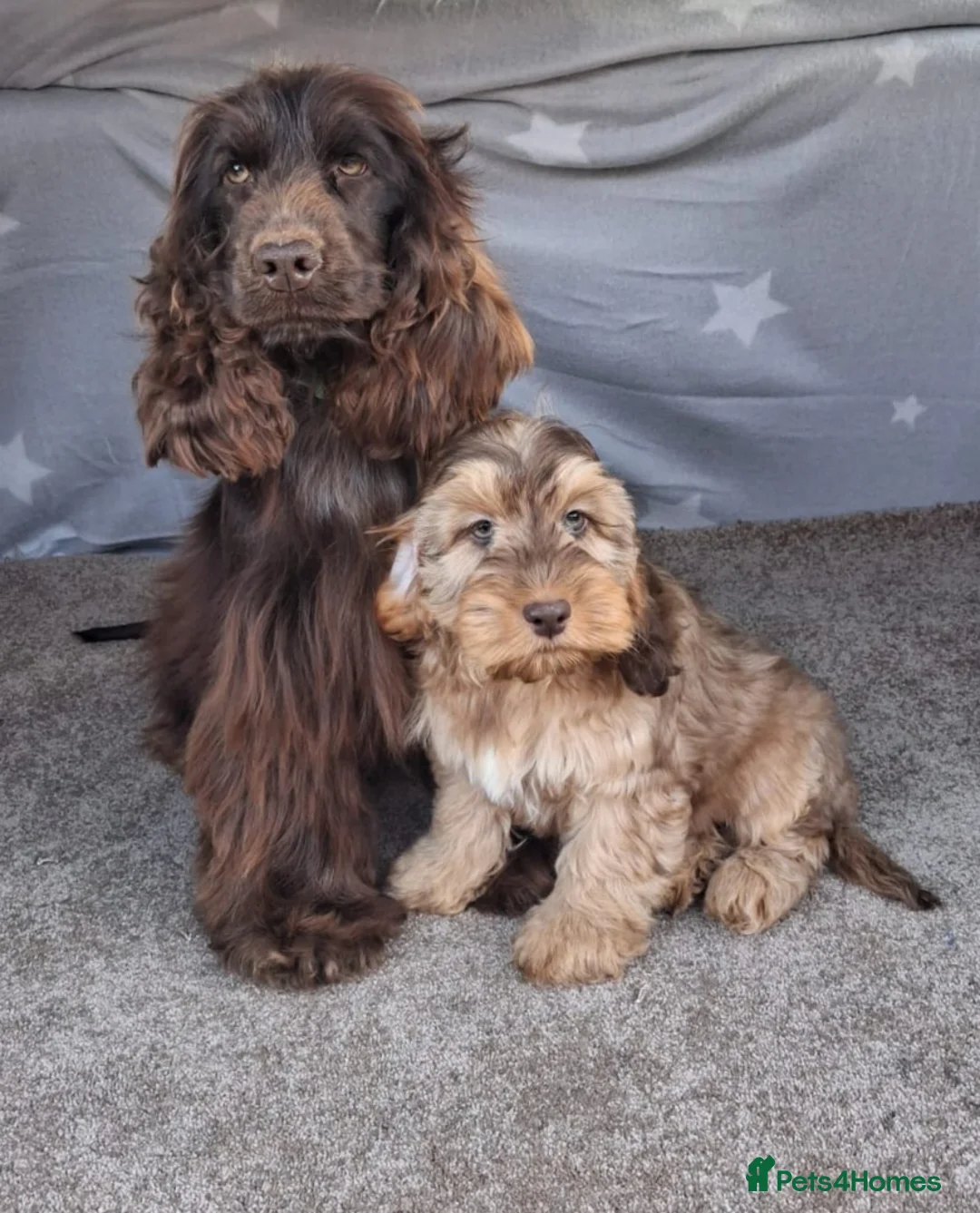 Cockapoo dogs for sale: Gorgeous cockapoo puppies, health tested parents. - Advert 19