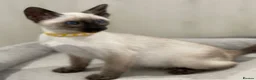 Siamese cats for sale: GCCF Registered Traditional Siamese Kittens.  - Advert 5