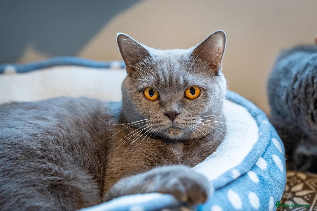 British Shorthair cats for sale: British shorthair  - Advert 2