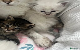 Ragdoll cats for sale: Ragdoll kittens  - Image 4