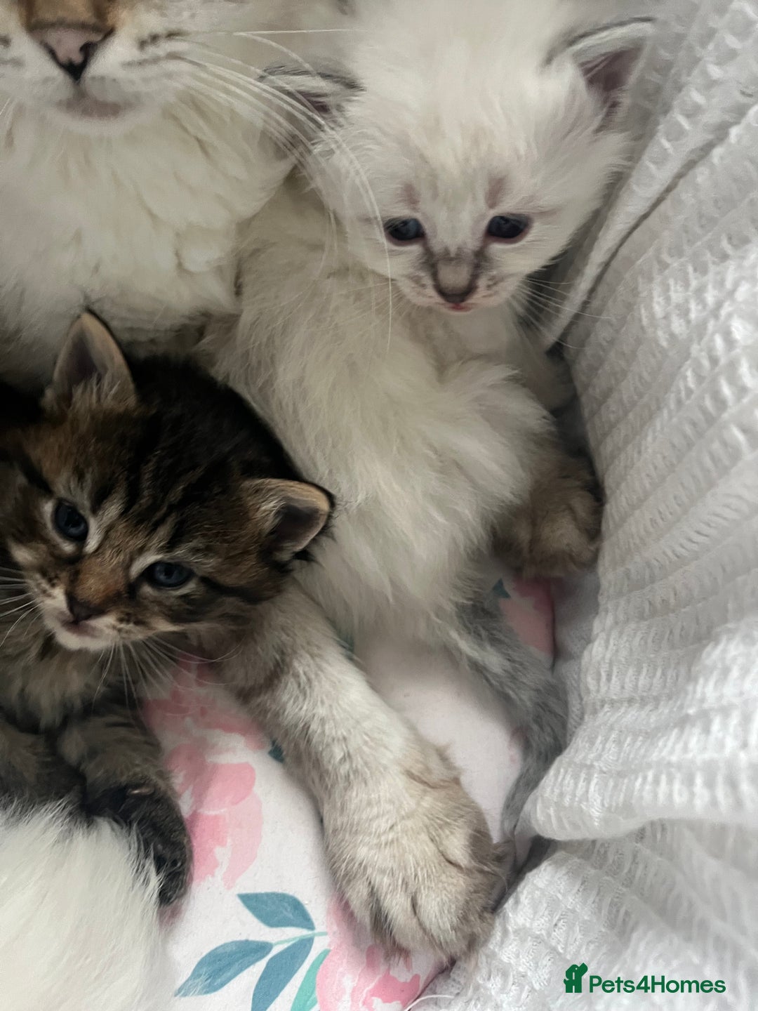 Ragdoll cats for sale: Ragdoll kittens  - Image 4