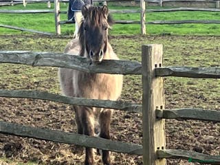 Dartmoor horses Dartmoor Hill Pony - Advert 10