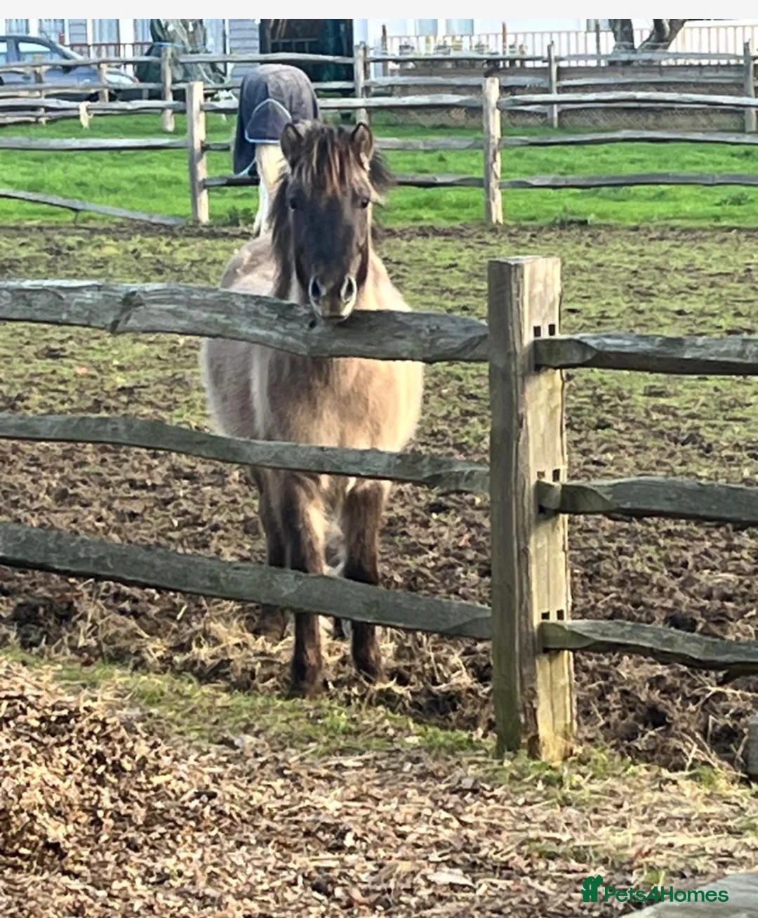 Dartmoor horses for sale: Dartmoor Hill Pony - Advert 3