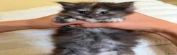 Maine Coon cats for sale: XL MAINE COON KITTENS UNIQUE COLOUR XL BLOODLINE - Advert 21