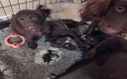 Sprocker dogs for sale: Sprocker  - Image 5