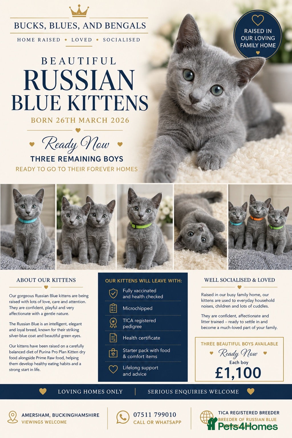 Russian Blue cats 3 Males Remaining | Russian Blue Kittens - Advert 2
