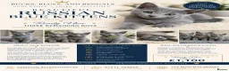 Russian Blue cats for sale: 3 Males Remaining | Russian Blue Kittens - Advert 2