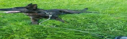Belgian Shepherd Dog dogs for sale: Dutch shepherd  in Sheffield - Advert 1