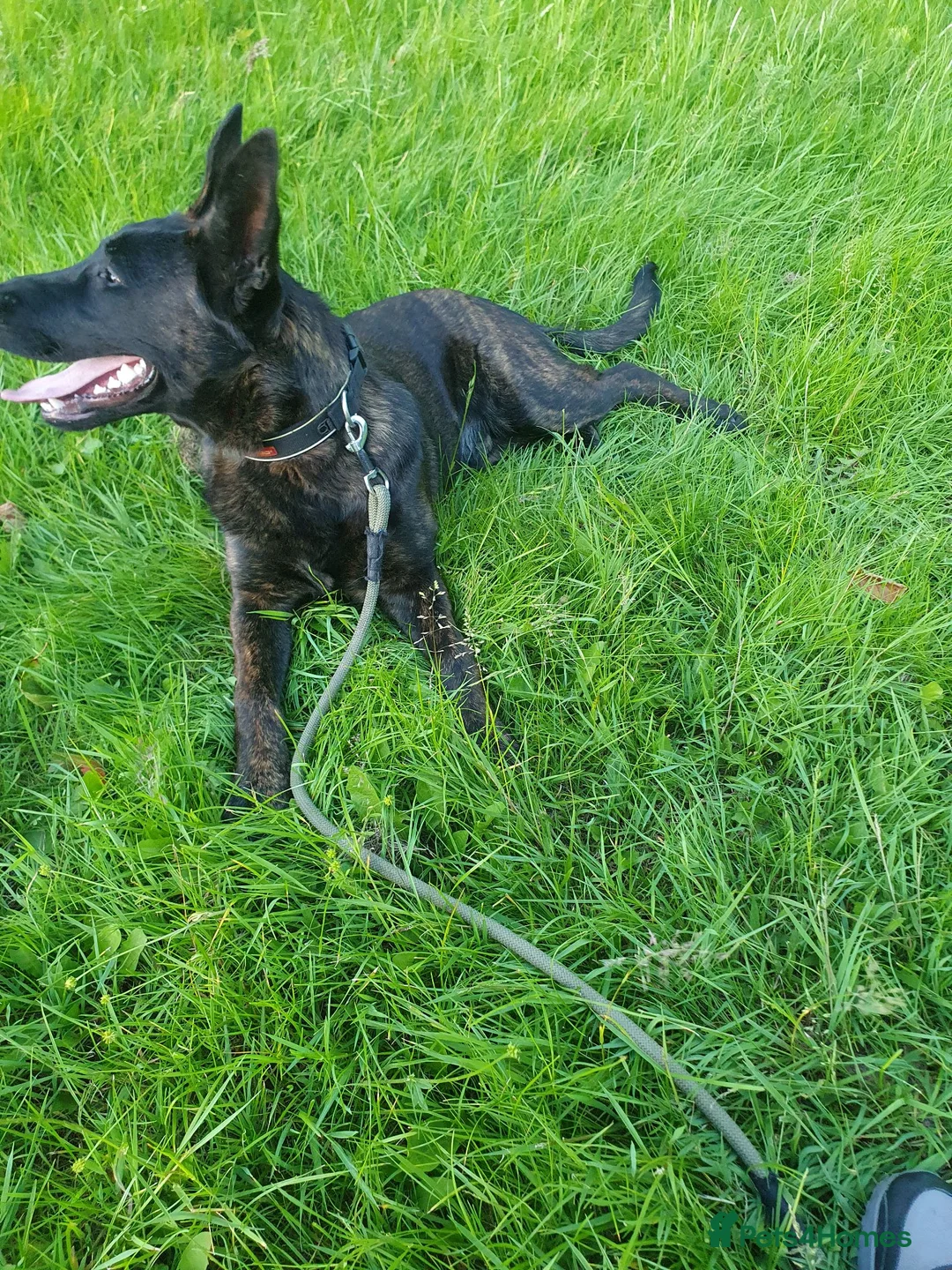 Belgian Shepherd Dog dogs for sale: Dutch shepherd  in Sheffield - Advert 1