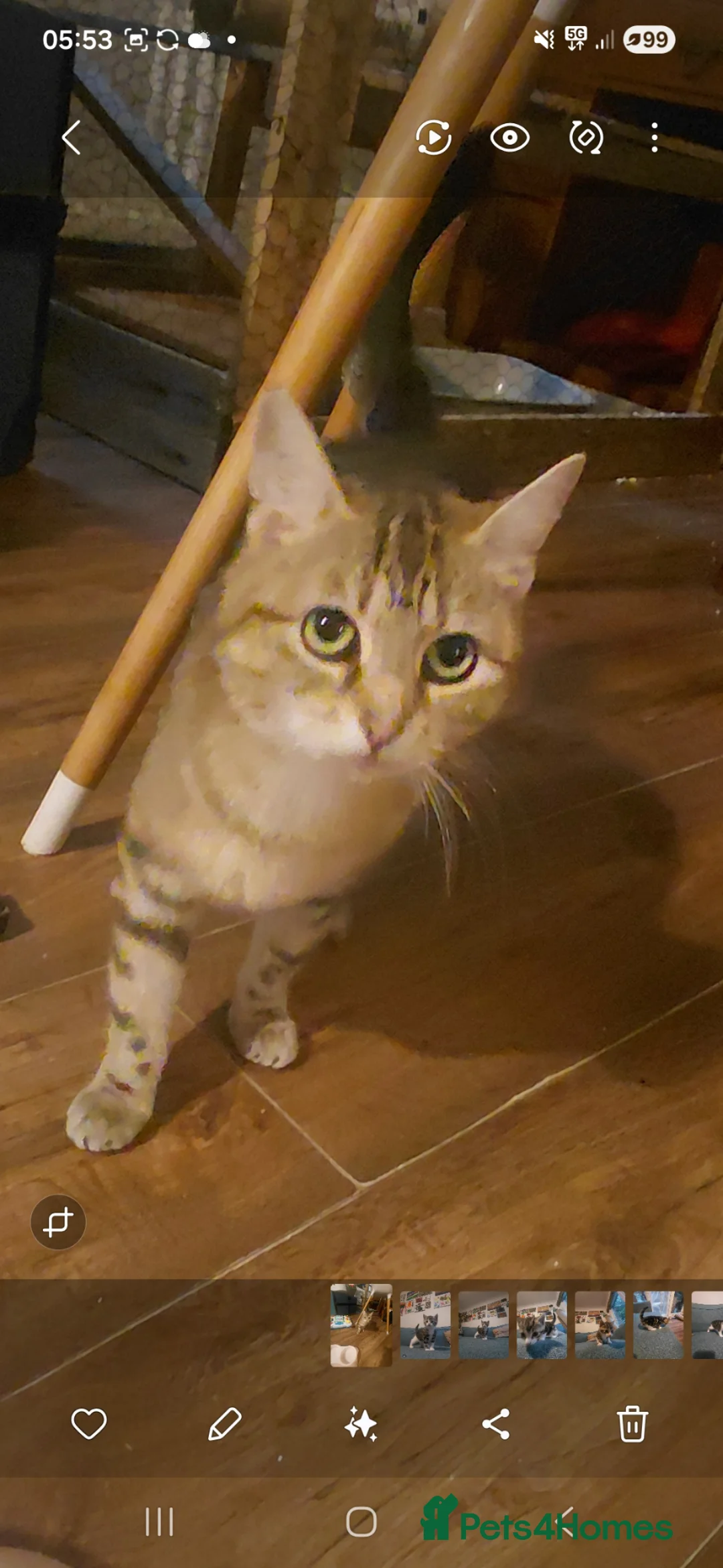 Mixed Breed cats for sale: Tabby Siberian mix in Westerham - Advert 2