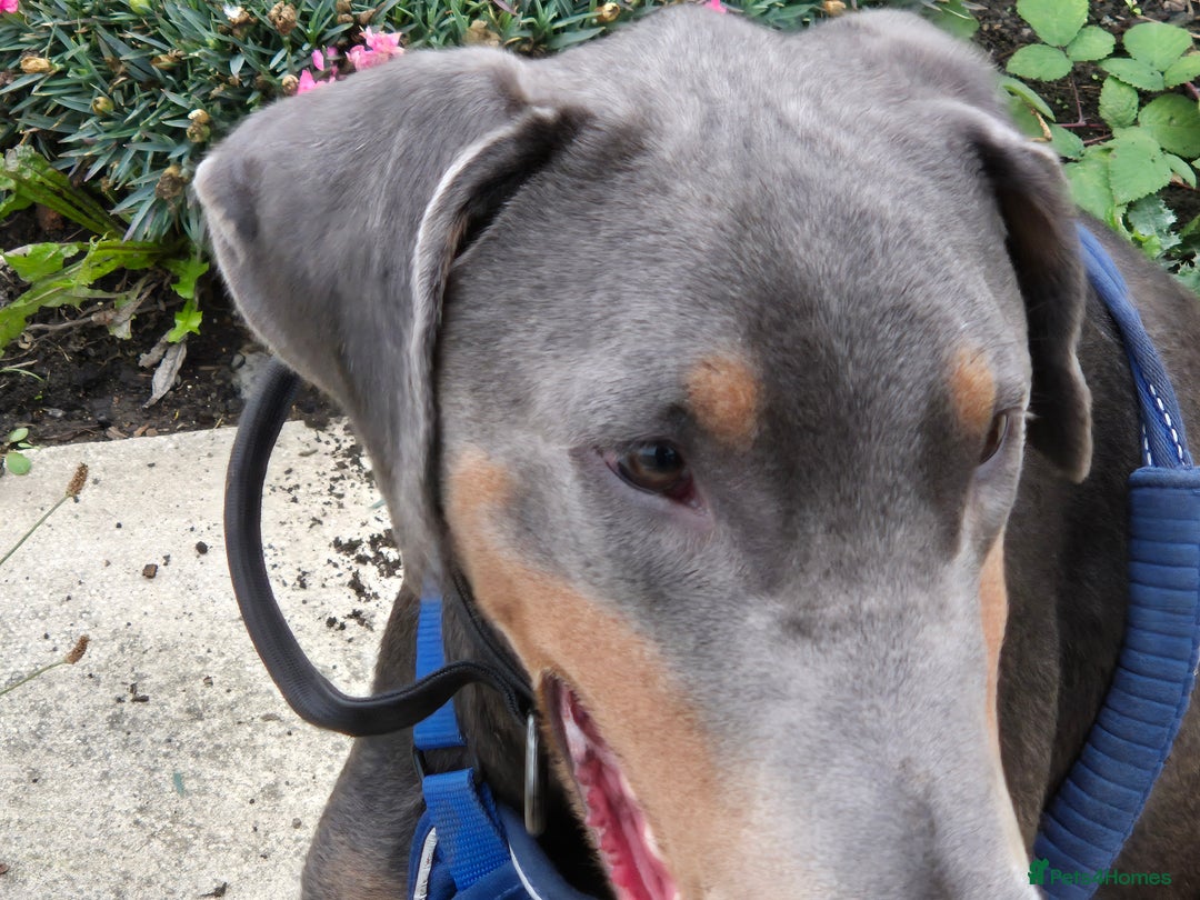 Dobermann dogs for stud: Sub-Zero - Advert 2