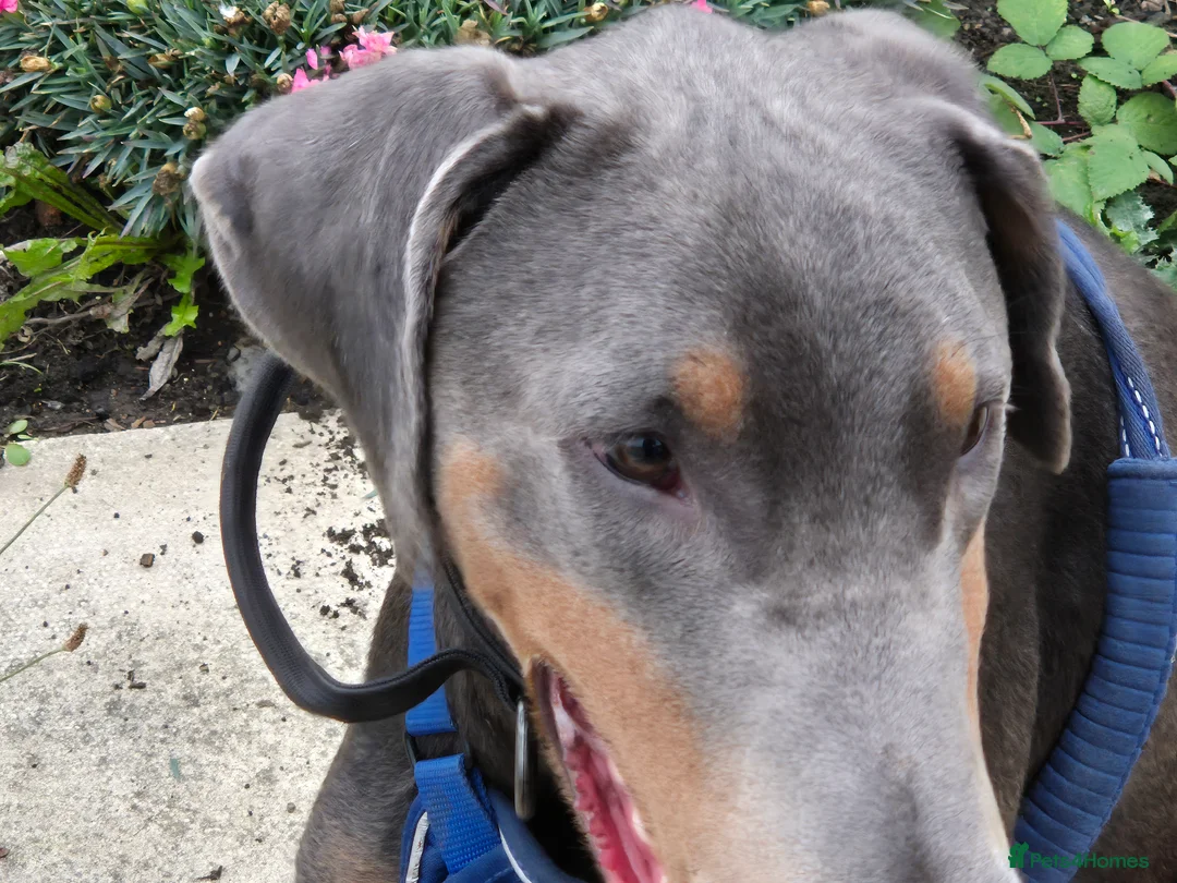 Dobermann dogs for stud: Sub-Zero - Advert 2