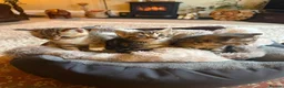 Mixed Breed cats for sale: Gorgeous kittens  - Advert 3