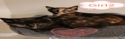 Mixed Breed cats for sale: ❤️ Bengal Tortoiseshell mix litter of 3 Girls ❤️  - Advert 2