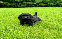 Cockapoo dogs for sale: Beautiful F1 Cockapoo puppies  - Image 18