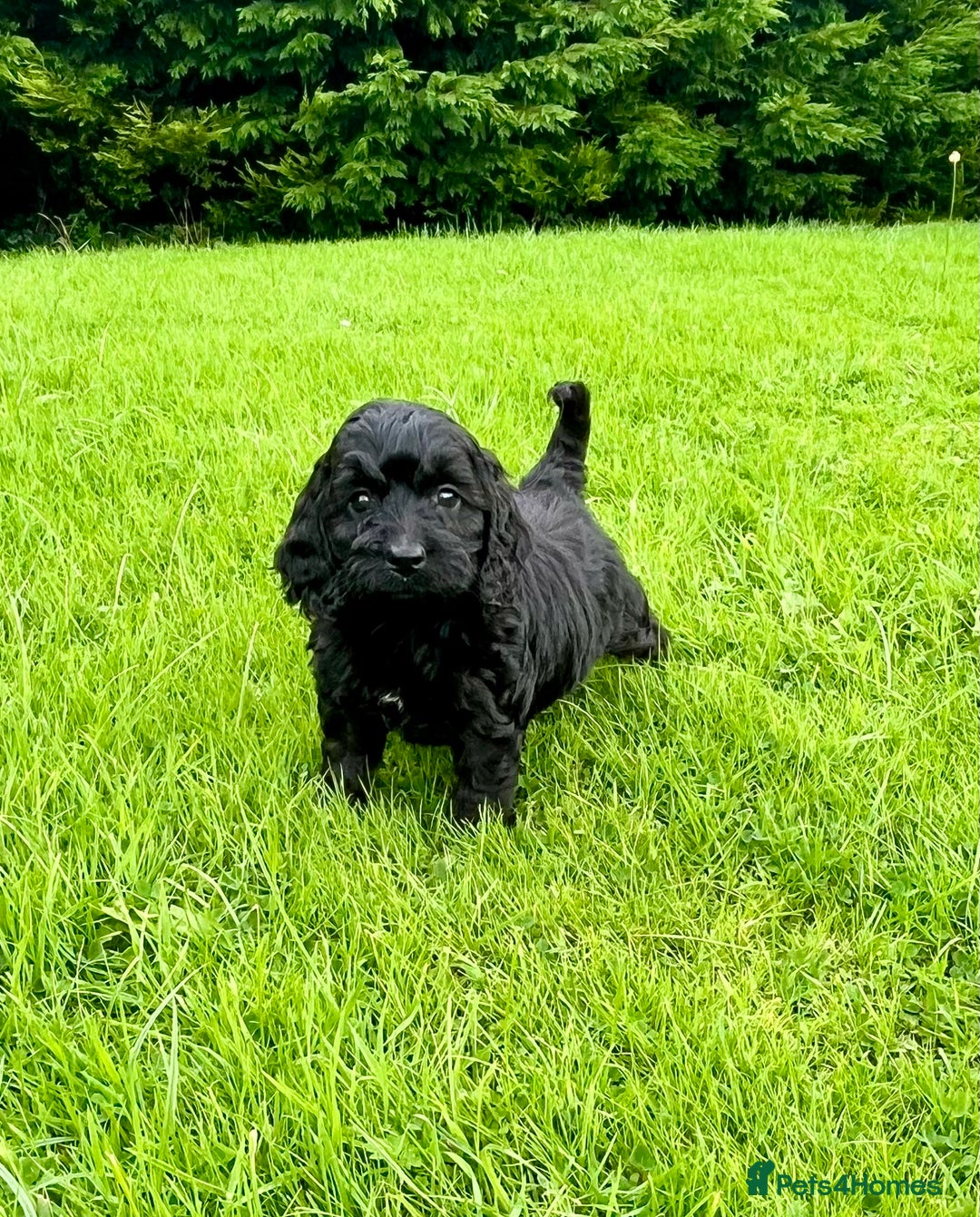 Cockapoo dogs for sale: Beautiful F1 Cockapoo puppies  - Image 18
