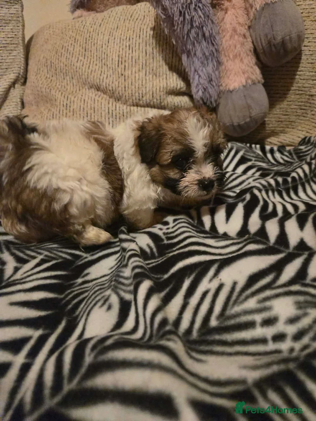 Mixed Breed dogs for sale: Cavachon x jug pups for sale ready now  - Advert 9