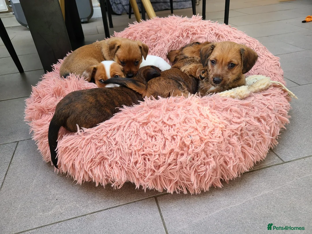 Jackapoo dogs for sale: Jackapoo type pups - Advert 2