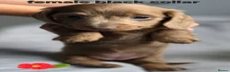 Dachshund dogs for sale: 8 Mini daxis smooth coat (kc reg optional) - Advert 15