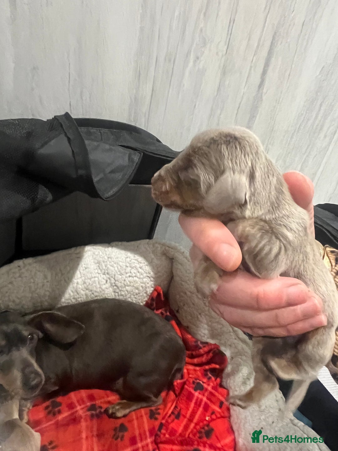 Dachshund dogs for sale:  dachshund miniature - Image 2