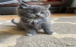 Mixed Breed cats for sale: 2 little fluffy kittens - Image 2