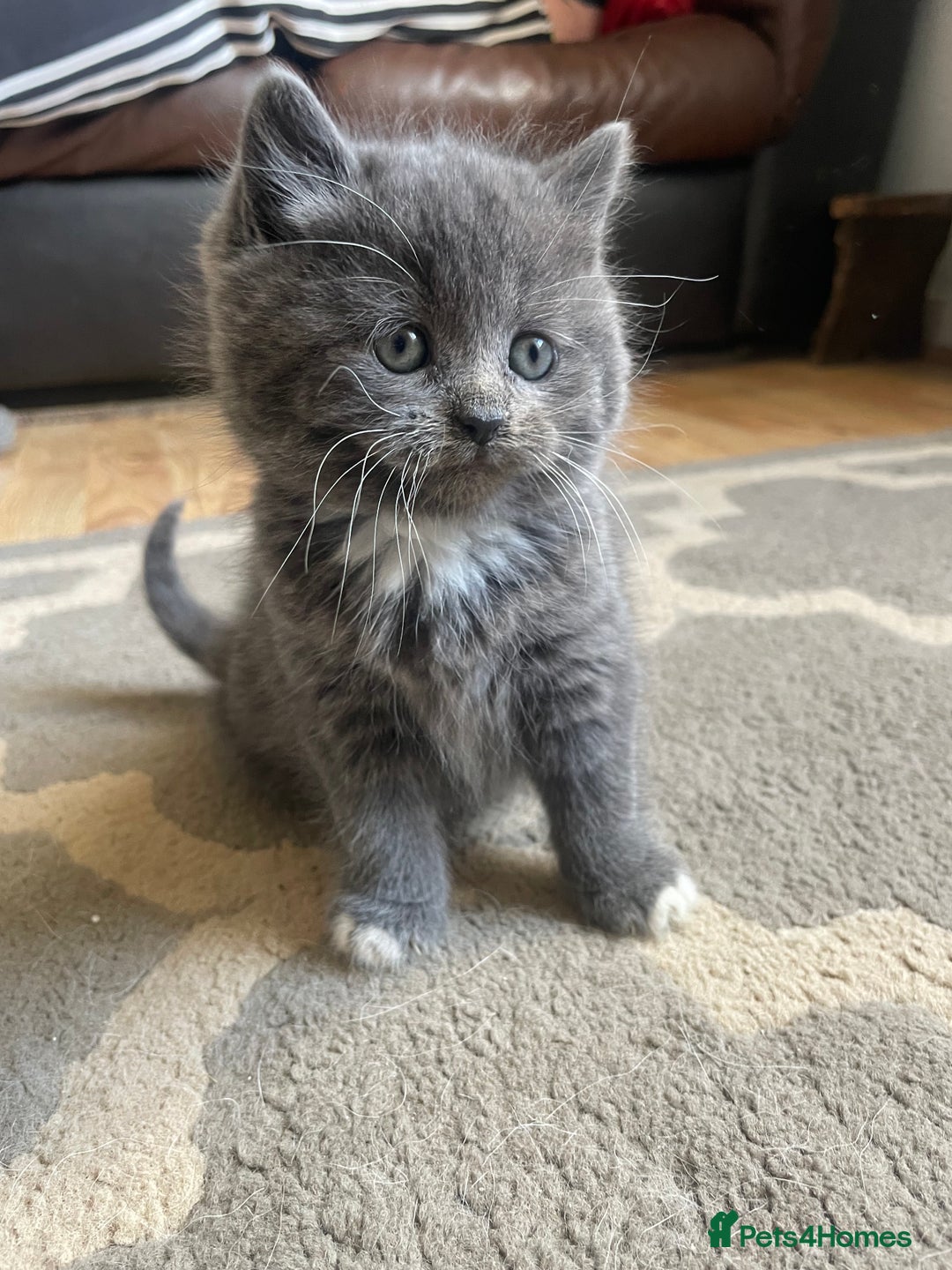 Mixed Breed cats for sale: 2 little fluffy kittens - Image 2