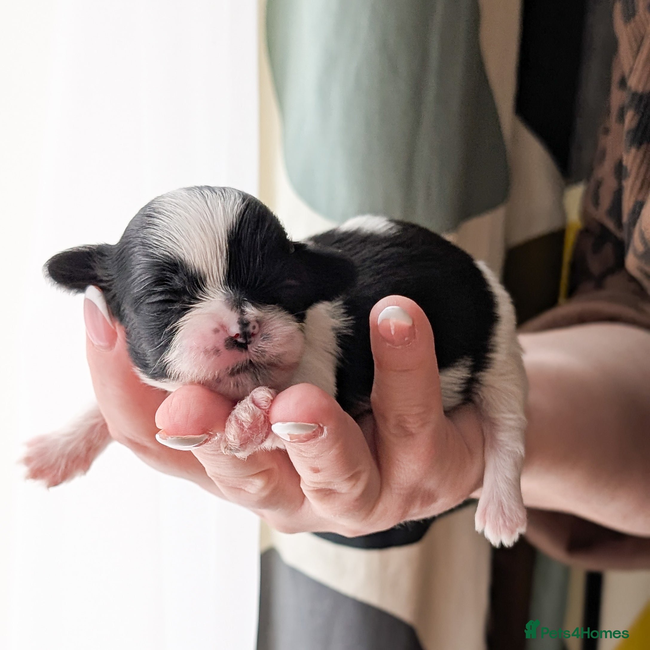 Shih Tzu dogs KC reg puppies - Advert 6