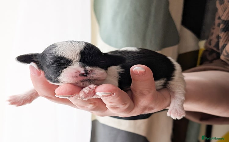 Shih Tzu dogs - Advert 7