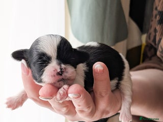 Shih Tzu dogs - Advert 2