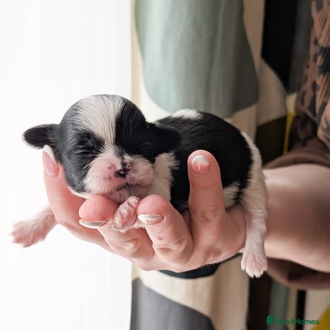 Shih Tzu dogs - Advert 1
