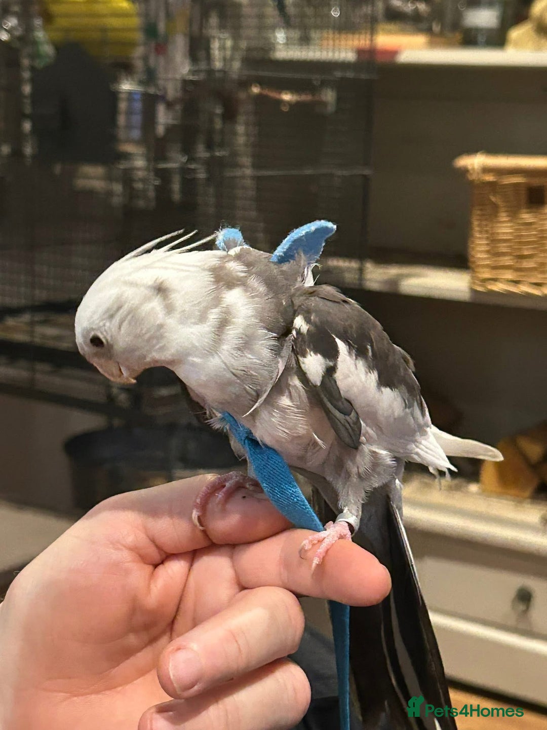 Cockatiels birds for sale: Talking hand tame cockatiel - Advert 2