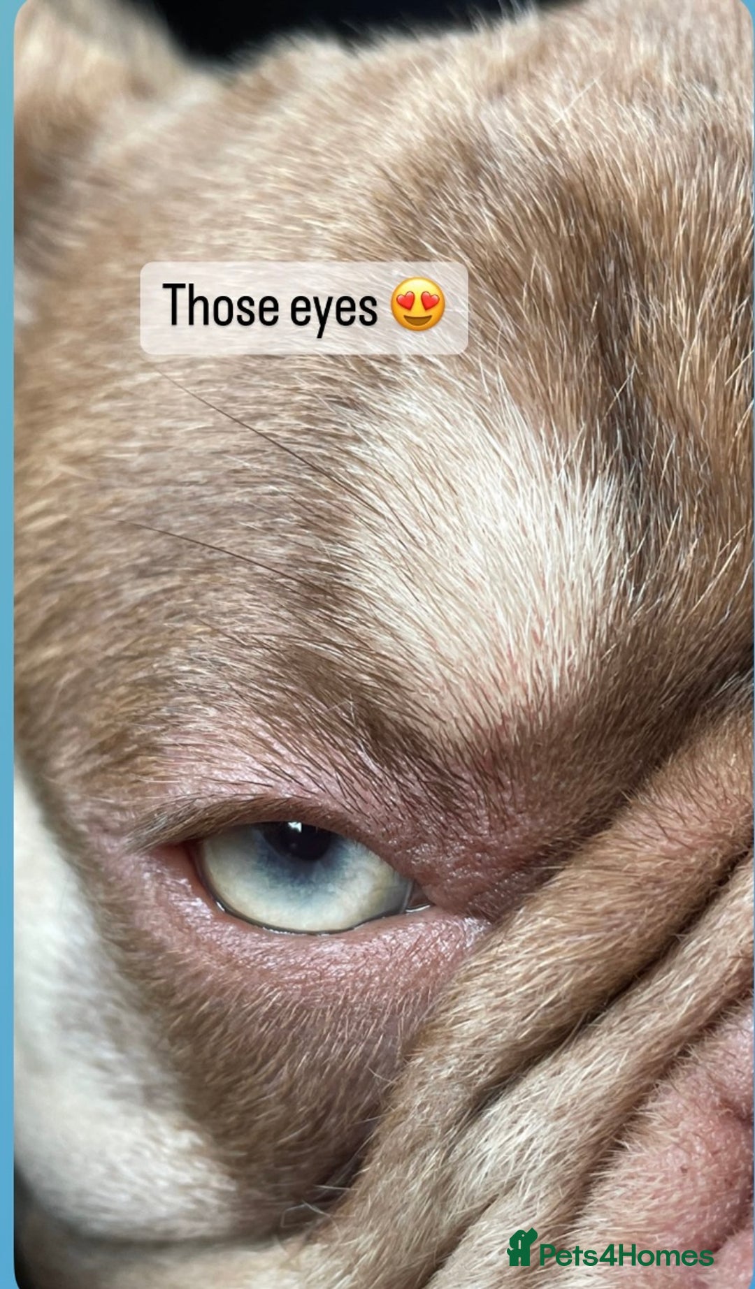 French Bulldog dogs for stud: new shade chocolate and tan carrying fluffy stud in Rochdale - Advert 5