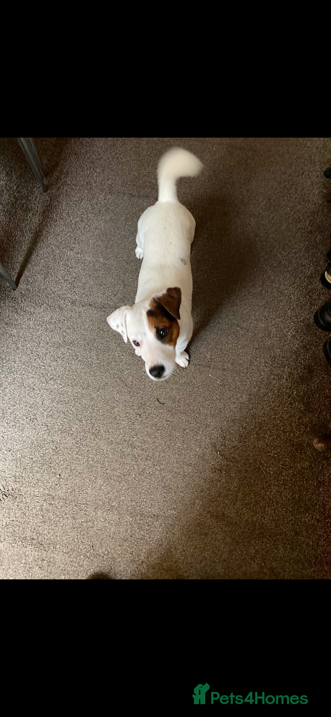Parson Russell dogs for sale: Parsons Russell terrier - Image 4