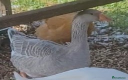 Lovebirds birds for sale: Female lavender goose for sale  - Image 3
