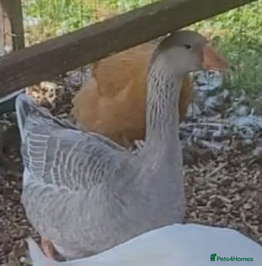 Lovebirds birds for sale: Female lavender goose for sale  - Image 3