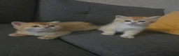British Shorthair cats for sale: ✨🐾 ✨ GOLDEN SHIMMER BRITISH SHORTHAIR KITTENS ✨  - Advert 6