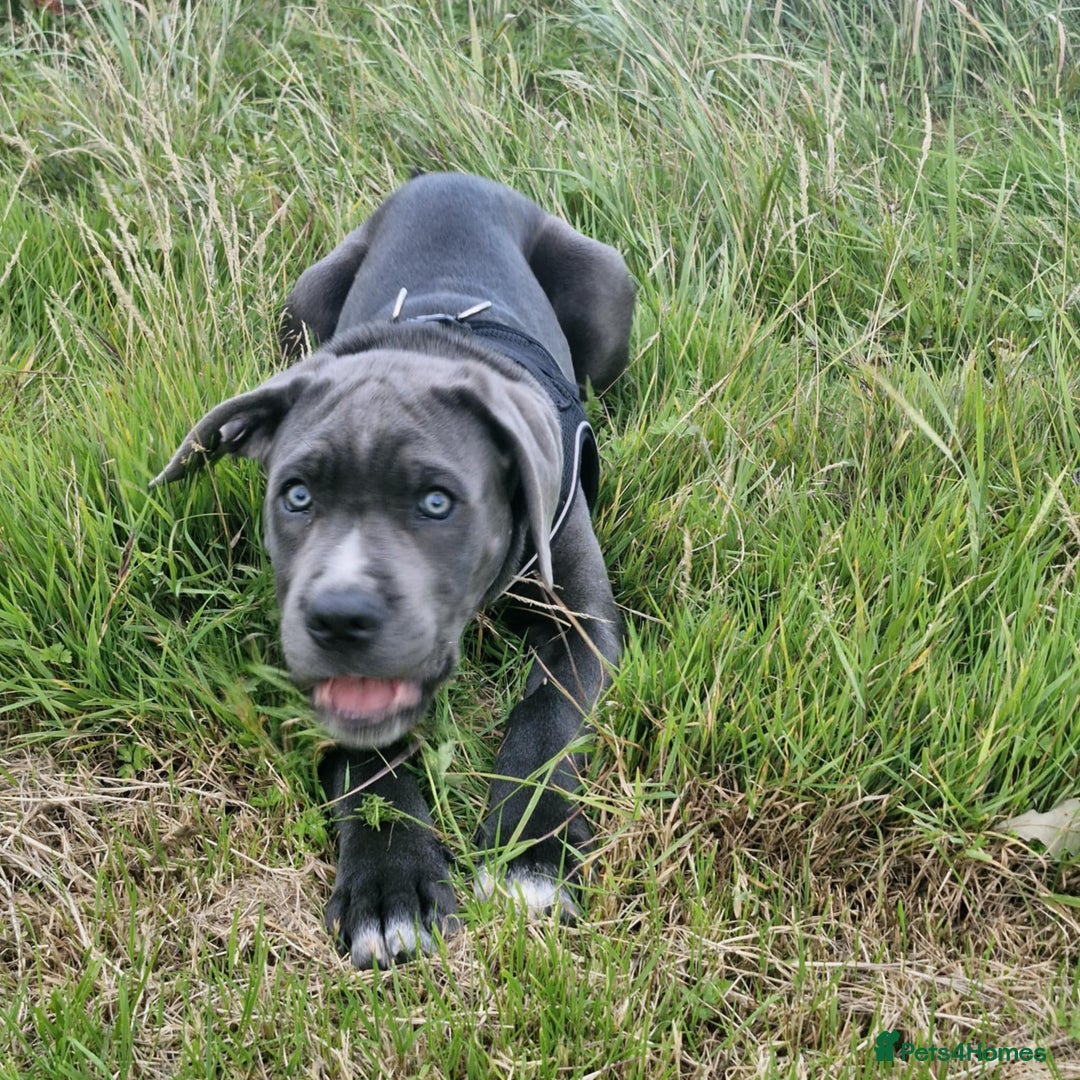 Cane Corso dogs for sale: Beautiful Grey Boy Blue Eyes Cane Corso - Image 4