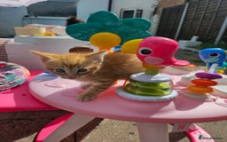 Maine Coon cats for sale: Beautiful kittens 😸  - Image 15