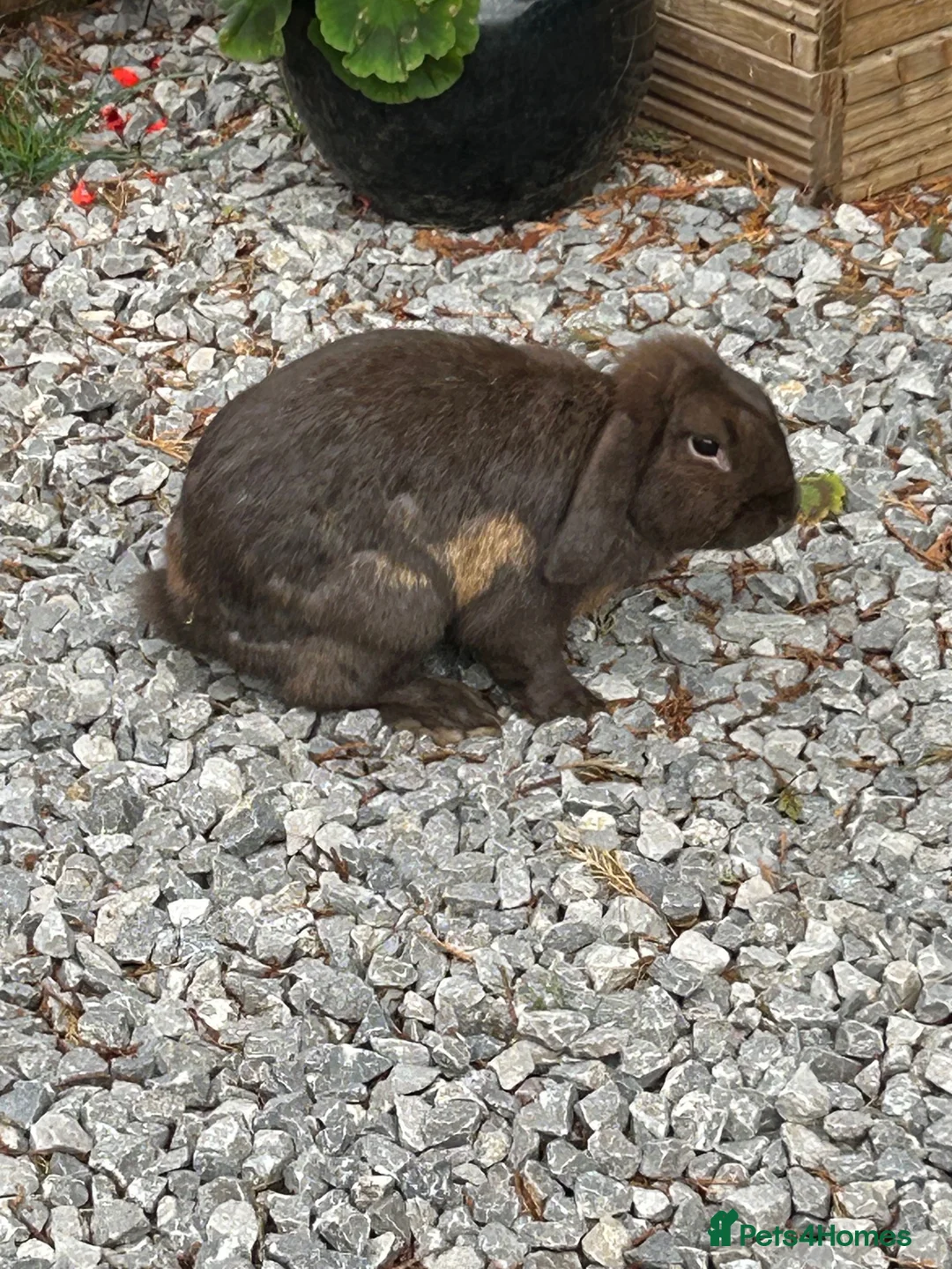 Mini Lop rabbits for sale: Baby rabbits  - Advert 12